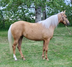 K Justa Gold Flicker - Thumbnail 4