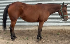 Chasin Helens Fire (IN FOAL) - Thumbnail 2