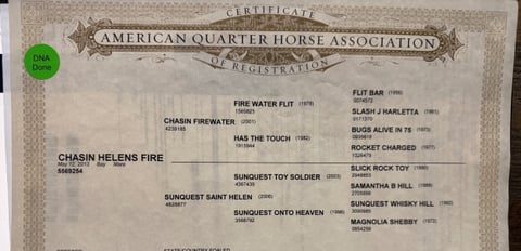 Chasin Helens Fire (IN FOAL) - Photo 1