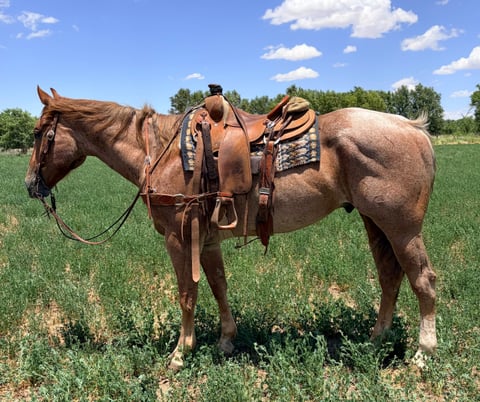 Wranglers Offer - Photo 1