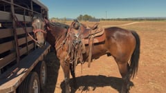 Rodeo Hancock - Thumbnail 1