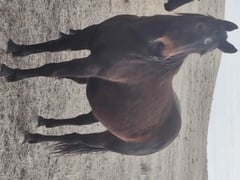 Brandy - Thumbnail 4