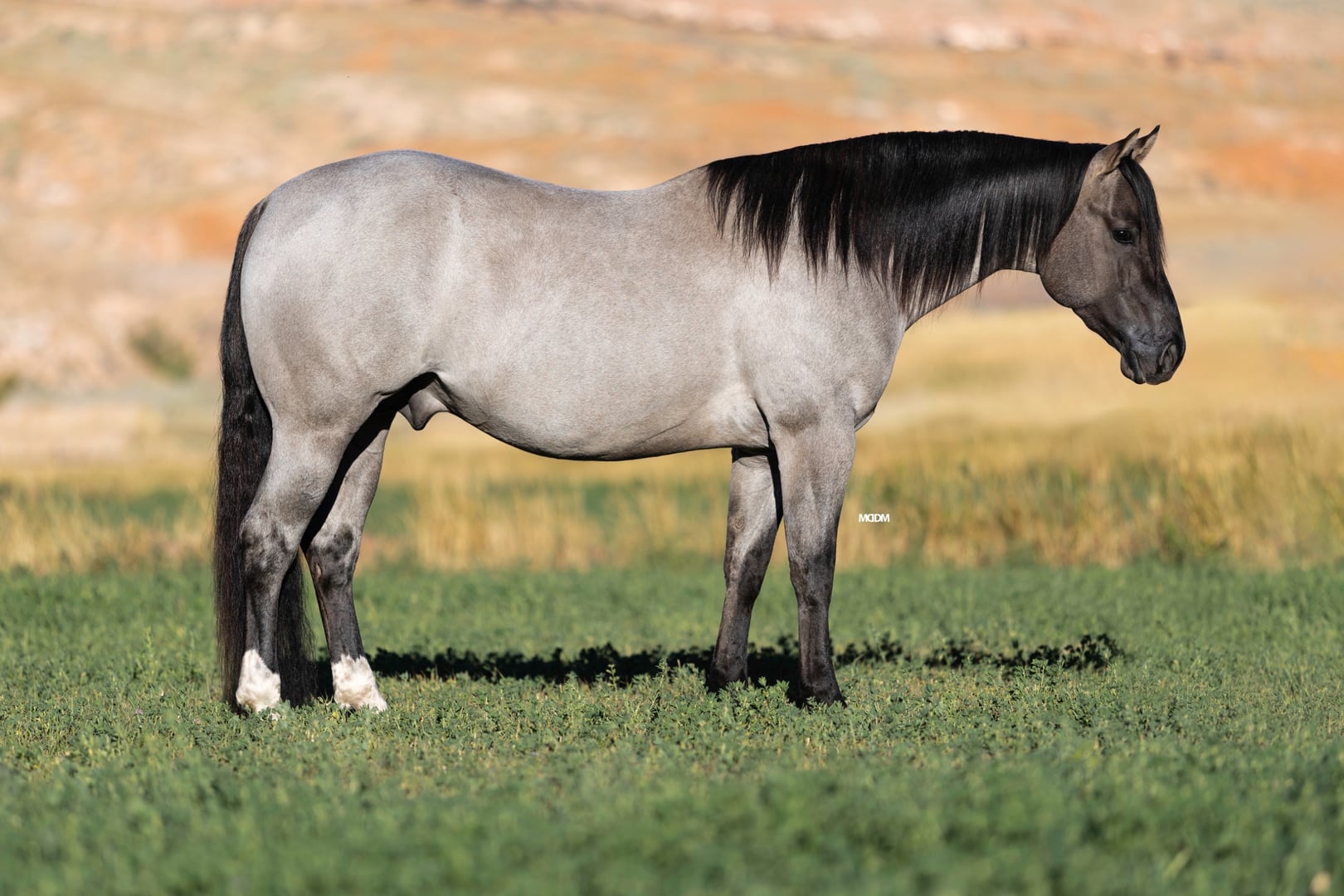 Metallic Holidoc - Photo 1