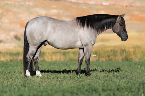 Metallic Holidoc - Thumbnail 1