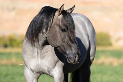 Metallic Holidoc - Thumbnail 3