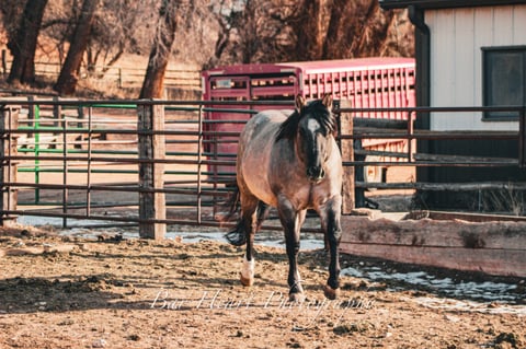 Metallic Holidoc - Thumbnail 5