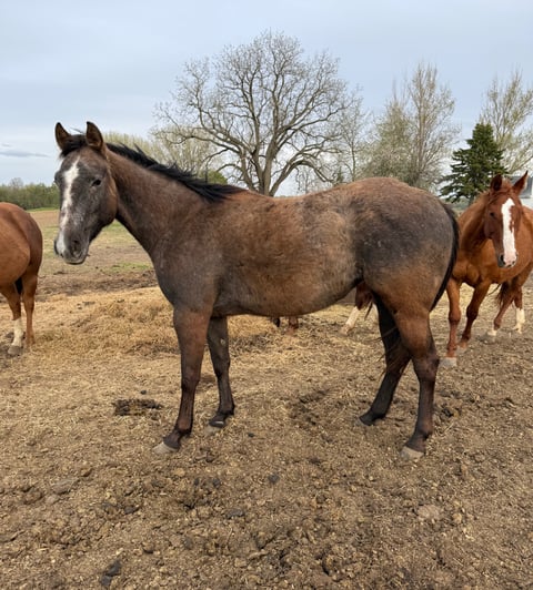 FBR Twist Of Silver - Photo 1