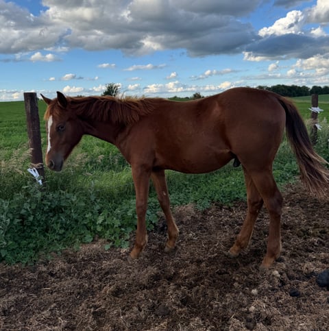JMP Comanchie Chex - Photo 1