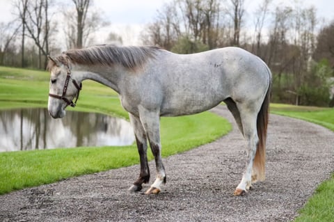 TGR CATS PHOEBE BOON - Thumbnail 2