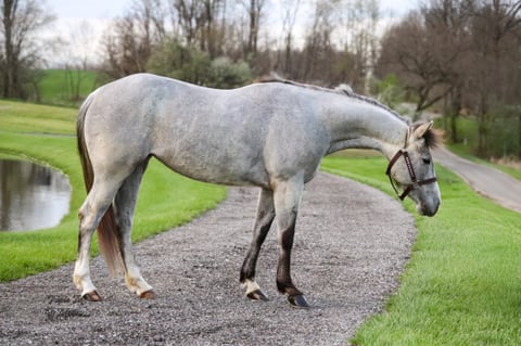 TGR CATS PHOEBE BOON - Thumbnail 3