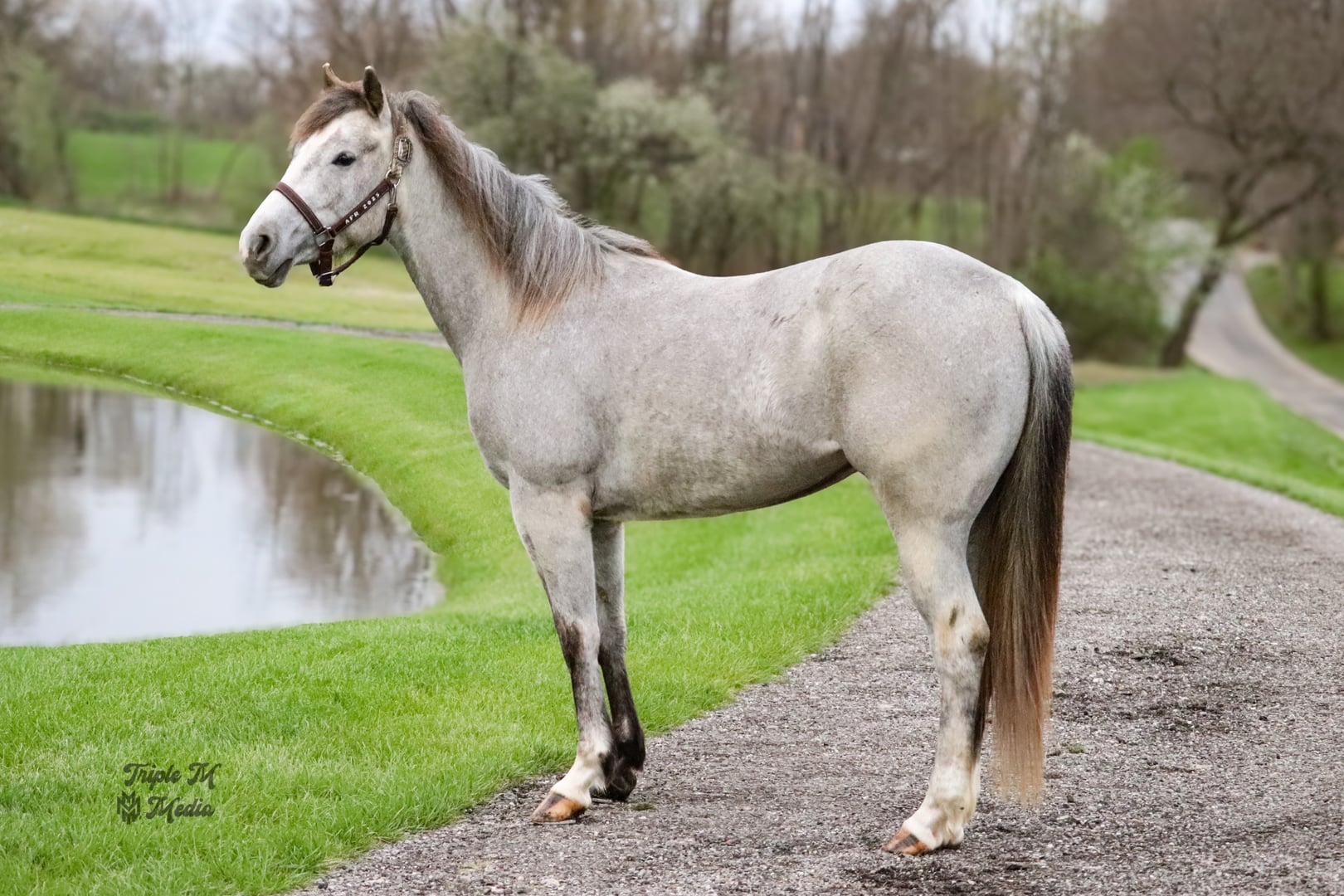 TGR CATS PHOEBE BOON