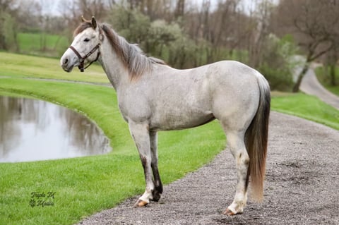 TGR CATS PHOEBE BOON - Thumbnail 1