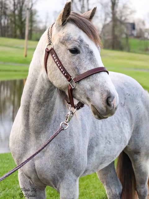 TGR CATS PHOEBE BOON - Thumbnail 4