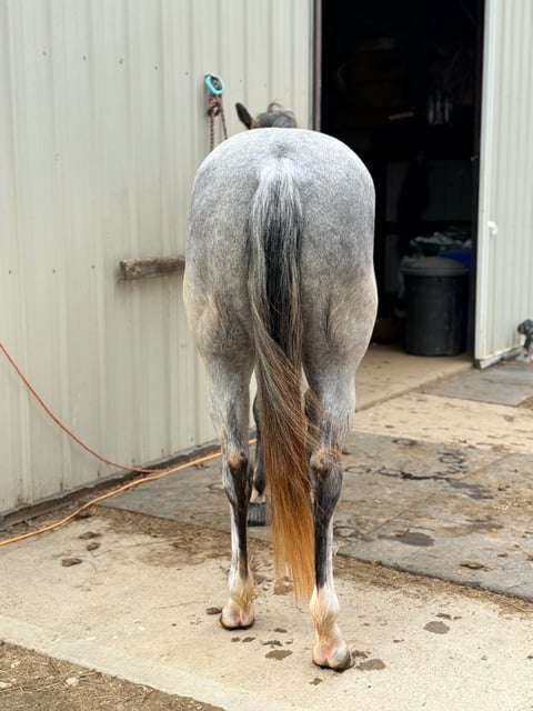 TGR CATS PHOEBE BOON - Thumbnail 5