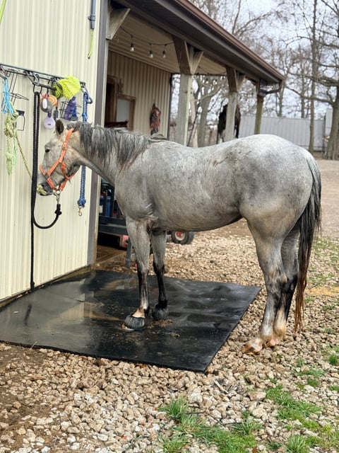 TGR CATS PHOEBE BOON - Thumbnail 6