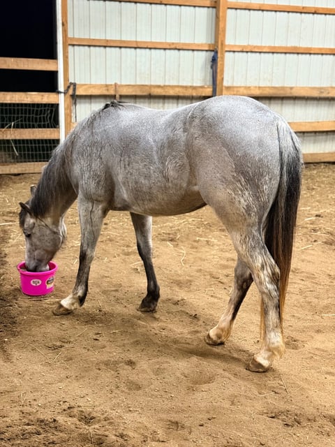 TGR CATS PHOEBE BOON - Thumbnail 9