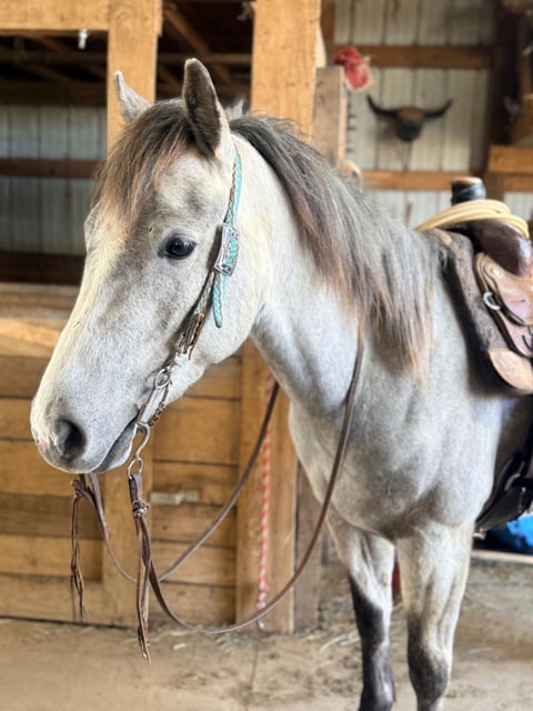 TGR CATS PHOEBE BOON - Thumbnail 11