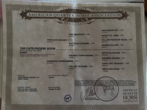 TGR CATS PHOEBE BOON - Thumbnail 12