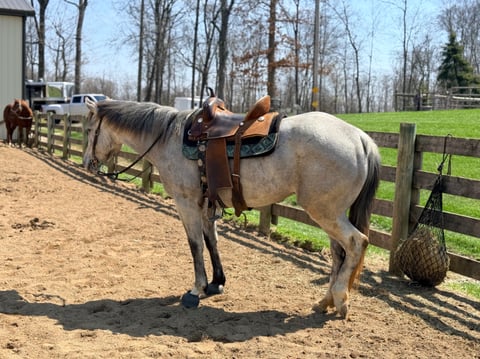 TGR CATS PHOEBE BOON - Thumbnail 10
