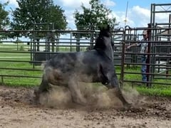 Hicks Blue Cutter - Thumbnail 6