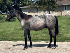 Blue Hicka Boon - Thumbnail 6
