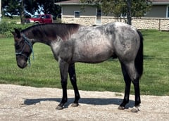 Blue Hicka Boon - Thumbnail 1