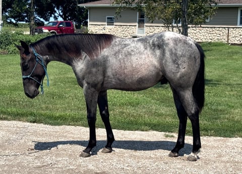 Blue Hicka Boon