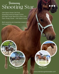 Farraway Shooting Star - Thumbnail 2