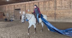 Registered 4 y/o Appaloosa (Bullet) - Thumbnail 2