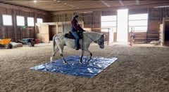 Registered 4 y/o Appaloosa (Bullet) - Thumbnail 3