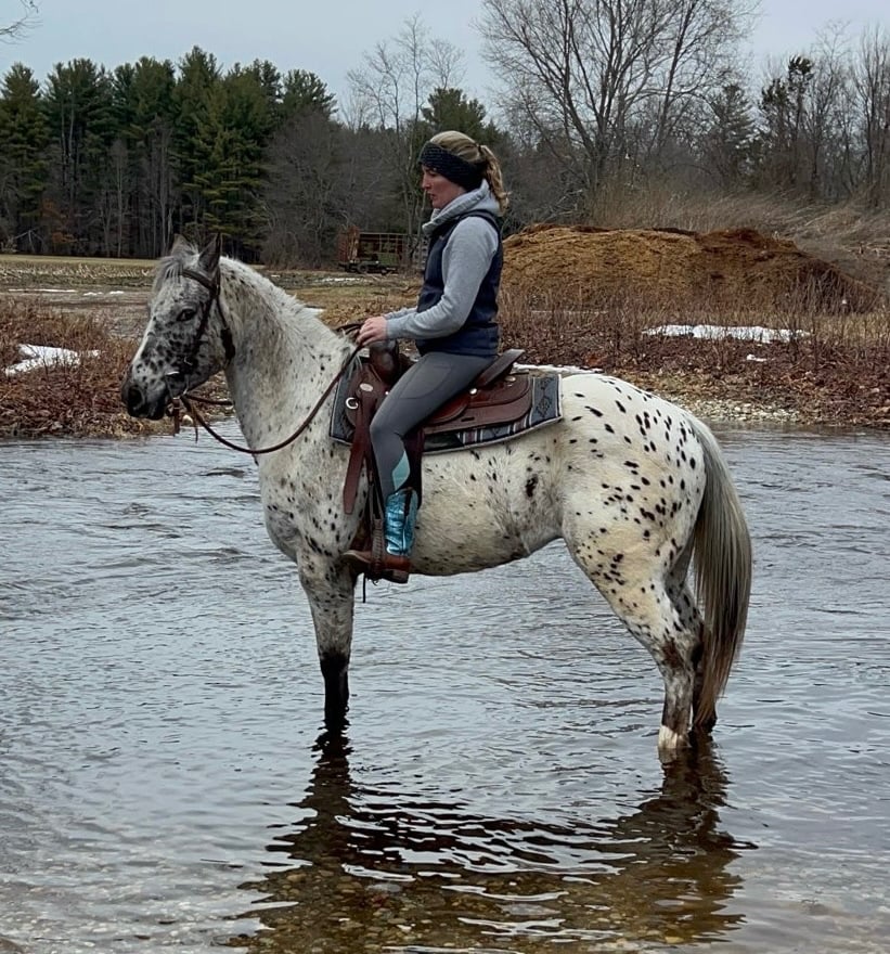 Registered 4 y/o Appaloosa (Bullet)