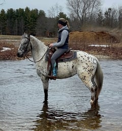 Registered 4 y/o Appaloosa (Bullet) - Thumbnail 1