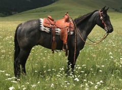 Bee Lowa Star Cowboy - Thumbnail 2