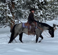 Bee Lowa Star Cowboy - Thumbnail 8