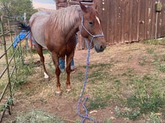 Red Roan Roy - Thumbnail 7