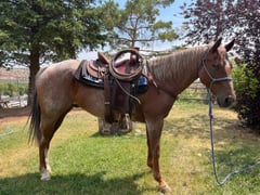 Red Roan Roy - Thumbnail 5