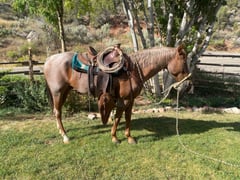 Red Roan Roy - Thumbnail 8