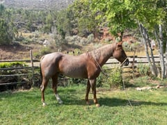 Red Roan Roy - Thumbnail 3
