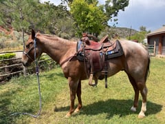 Red Roan Roy - Thumbnail 6