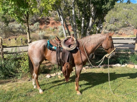 Red Roan Roy