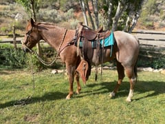 Red Roan Roy - Thumbnail 2