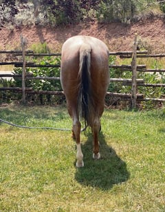 Red Roan Roy - Thumbnail 7