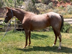 Red Roan Roy - Thumbnail 3