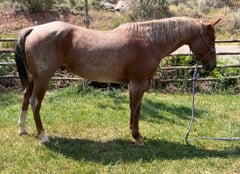 Red Roan Roy - Thumbnail 4