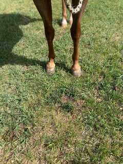 Red Roan Roy - Thumbnail 6