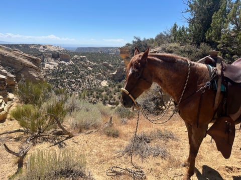 Red Roan Roy