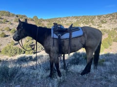 Buckskin - Thumbnail 2