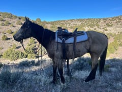 Buckskin - Thumbnail 3