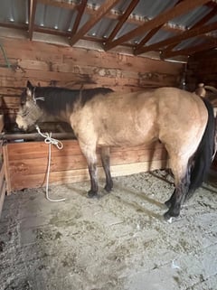 Buckskin - Thumbnail 1