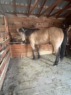 Buckskin - Thumbnail 4